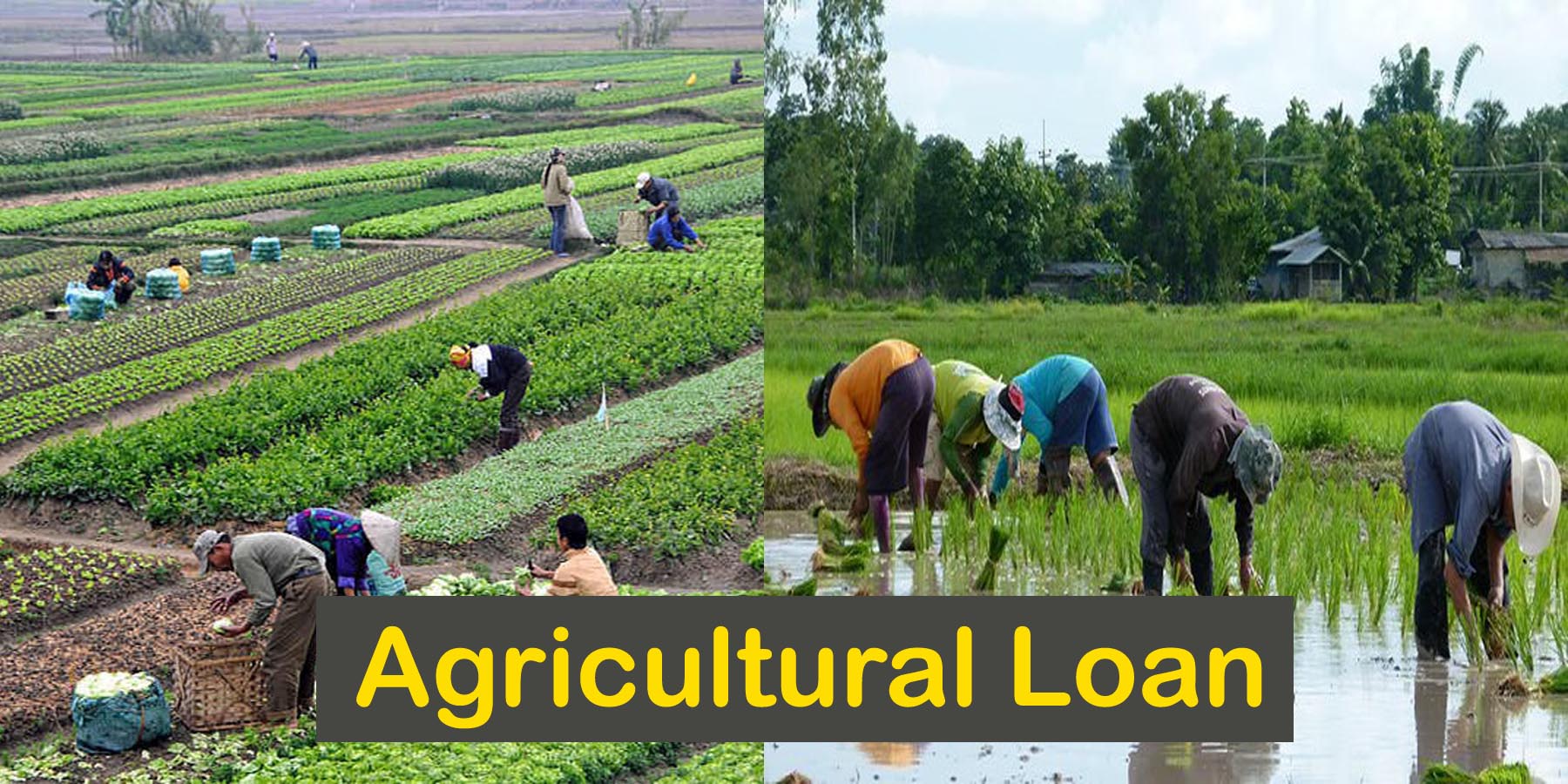 agricultural-loan-analyzer-policy-support-and-governance-food-and